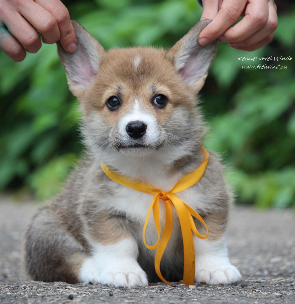 Frei Wind Uno | Pembroke Welsh Corgi 