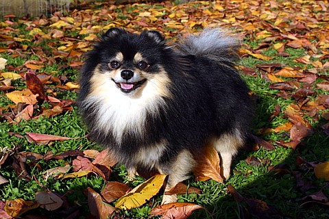 Ku- Elen My Black &amp; Tan Miracle | German Spitz 
