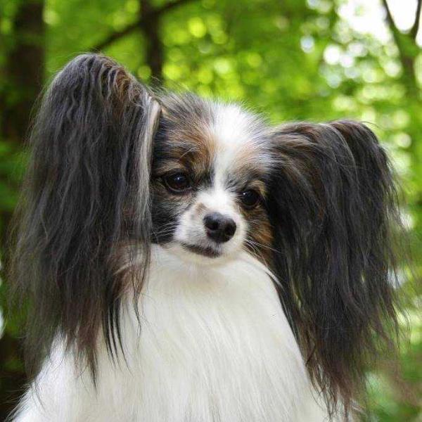 Champagne de Pompadour | Papillon 