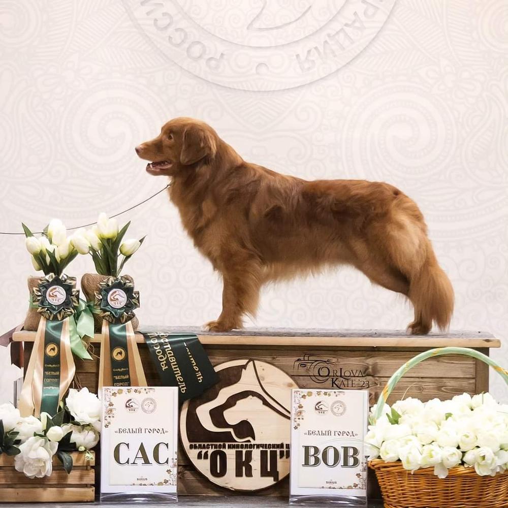 GOLD STAR BORN IN THE U.S.A | Nova Scotia Duck Tolling Retriever 