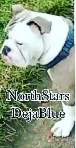 Northstar's Deja Blue | Olde English Bulldogge 