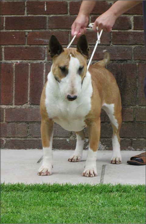 Bullywood Strawberry Tart | Bull Terrier 