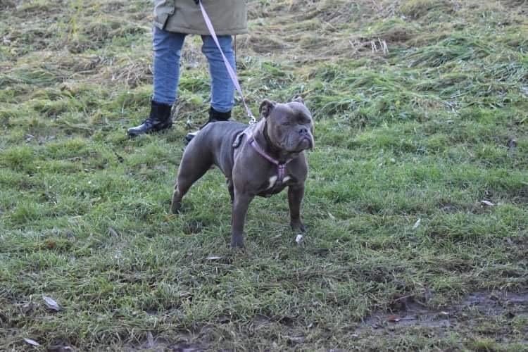 Stjernkvists Vega | Olde English Bulldogge 