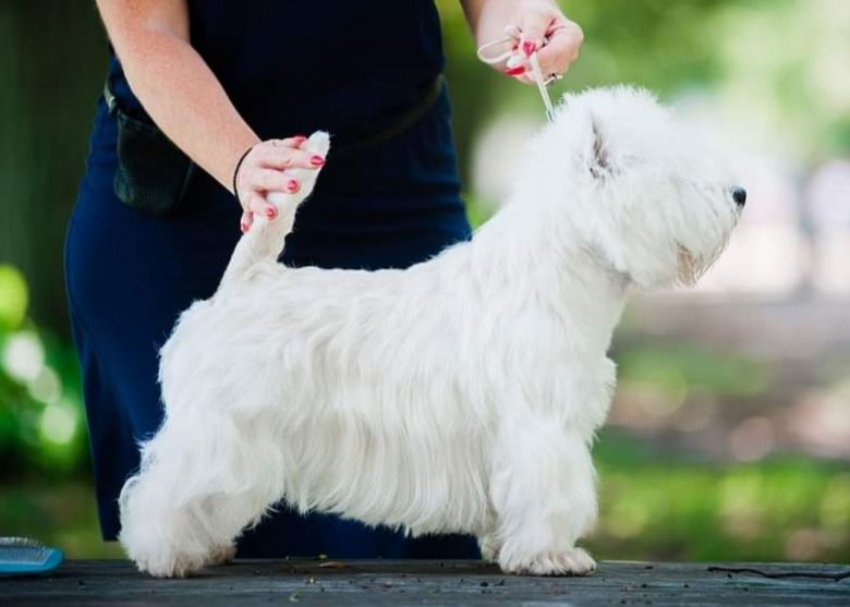 Stop Control Krutiks Love | West Highland White Terrier 