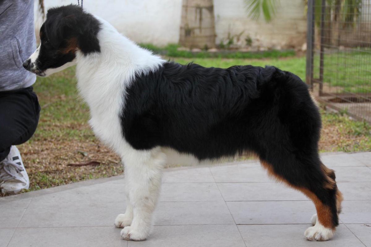 Barstone Forever is Ours at Dux | Australian Shepherd 