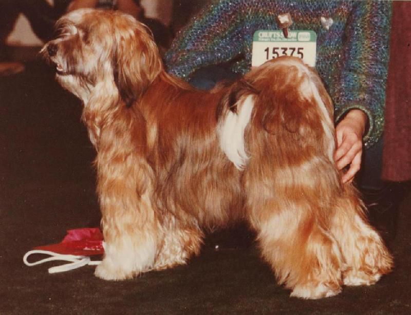 SILGARHI KUSMA | Tibetan Terrier 