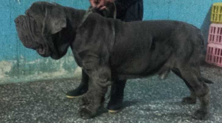 BRANDO DI FONDO ANFOSSI | Neapolitan Mastiff 