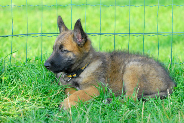 Belgian Laekenois