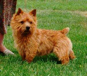 Maralinga's King Arfer | Norwich Terrier 