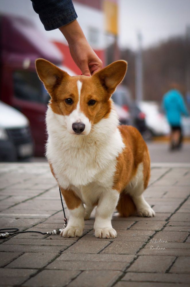 Winner Hund Jorjjetta | Cardigan Welsh Corgi 