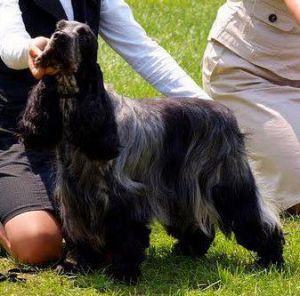 Dancing queen lastug | English Cocker Spaniel 