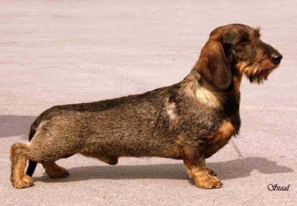 Treis Pinheiros Matisse SW | Dachshund 