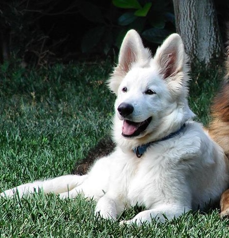 Anastasia of Agrafa nagi tanka | White Swiss Shepherd Dog 