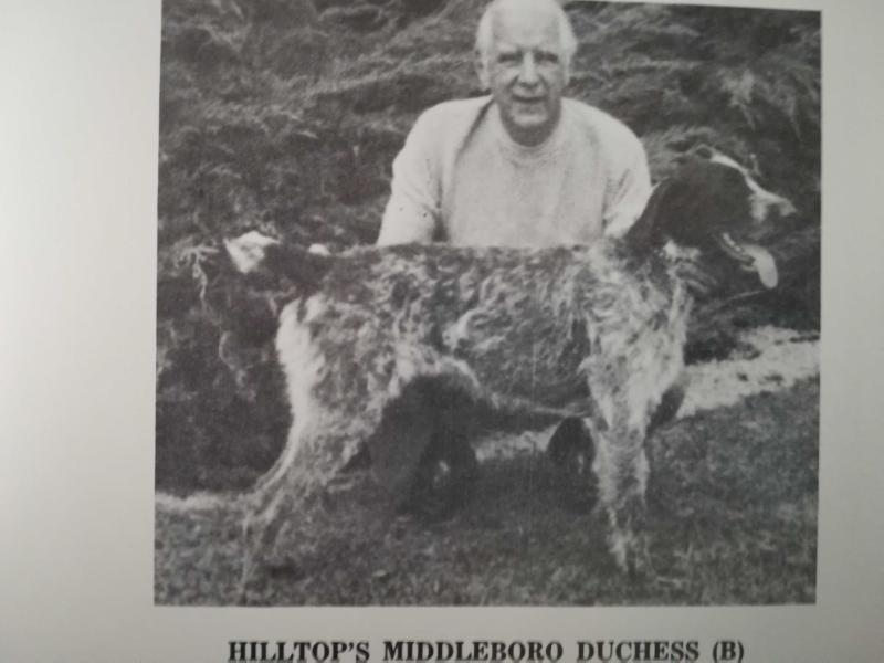 HILLTOP MIDDLEBORO DUCHESS | German Wirehaired Pointer 