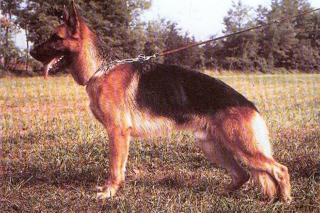 Basko del Granito | German Shepherd Dog 