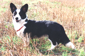 Avonaire CAMELLIA JEWEL | Cardigan Welsh Corgi 