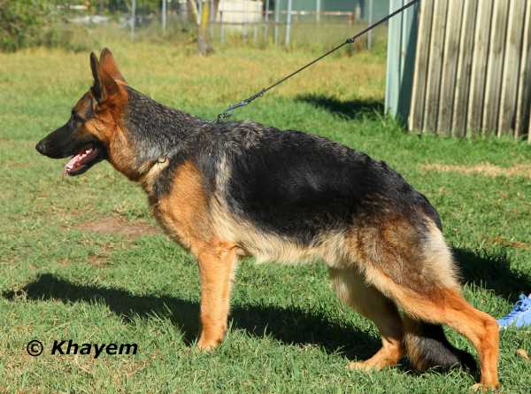 Khayem Ruthless A | German Shepherd Dog 