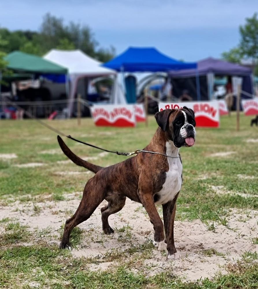 Basilia de Kbrojo | Boxer 