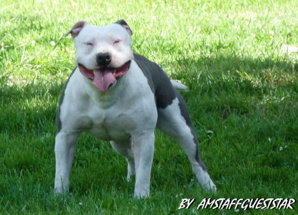 Ades Blue Perfect | American Staffordshire Terrier 