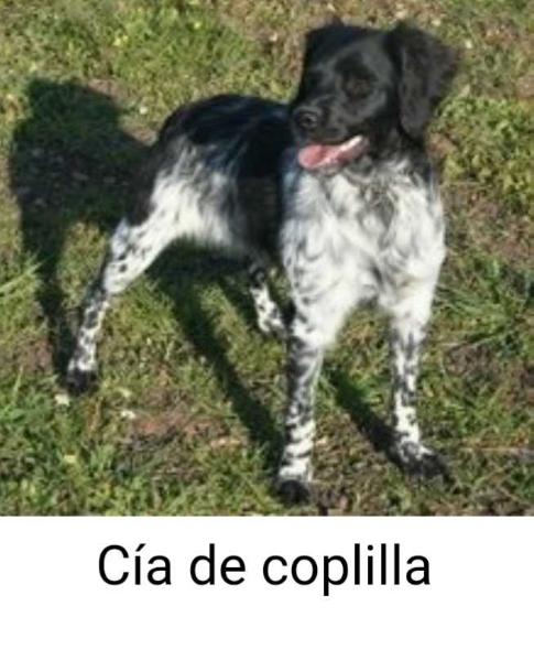 CIA de Coplilla | Brittany 