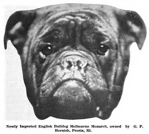 Melbourne Monarch | Bulldog 