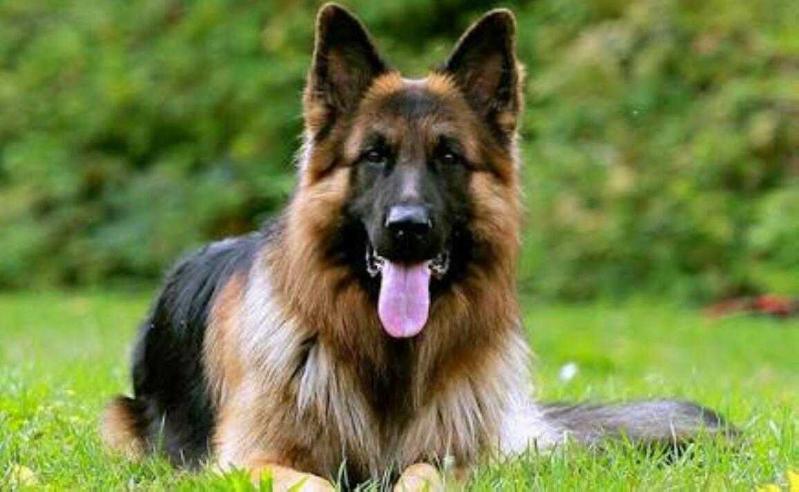 vigor vom demina hof | German Shepherd Dog 