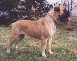 Dayjaris Goldilocks "Brenda" | Bullmastiff 