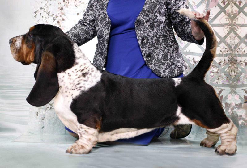 Vezuviy yantarina | Basset Hound 