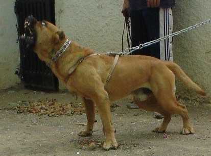 Pirata de Rucaden | Perro de Presa Canario 