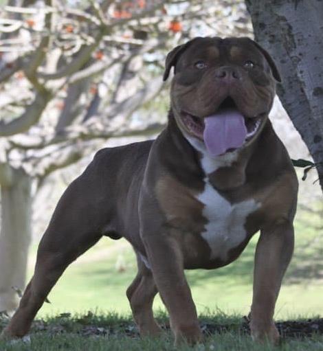 1 Bulldog Nation’s Zeus | Olde English Bulldogge 