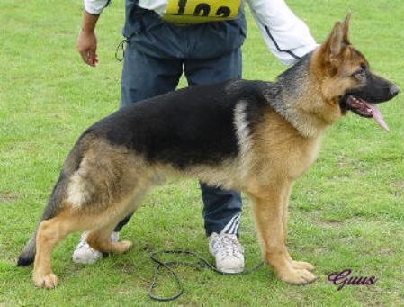 Sasko von der Jahnhöhe | German Shepherd Dog 