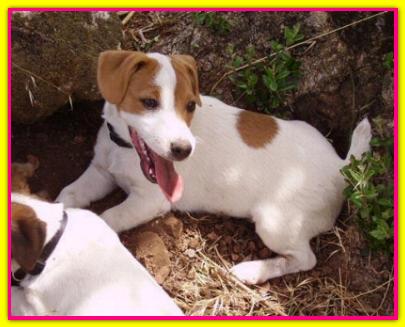 Piper | Jack Russell Terrier 