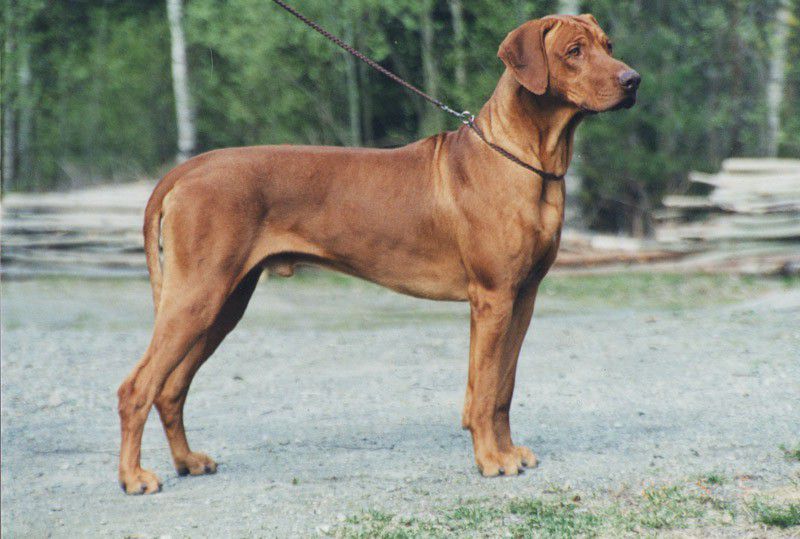 UKUHANYA SCOUT THE RED BARON | Rhodesian Ridgeback 