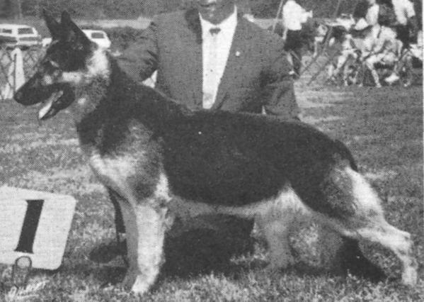 Rondra's Icon | German Shepherd Dog 