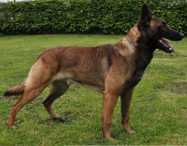 Irock van het Groot Wezenland | Belgian Malinois 