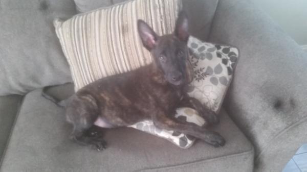 Tiger Von Rivas | Dutch Shepherd 