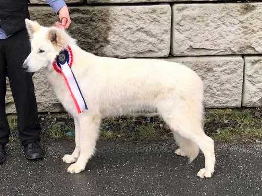 Comandor Arctic Force | White Swiss Shepherd Dog 