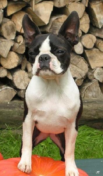 american dream des hauts coureurs | Boston Terrier 