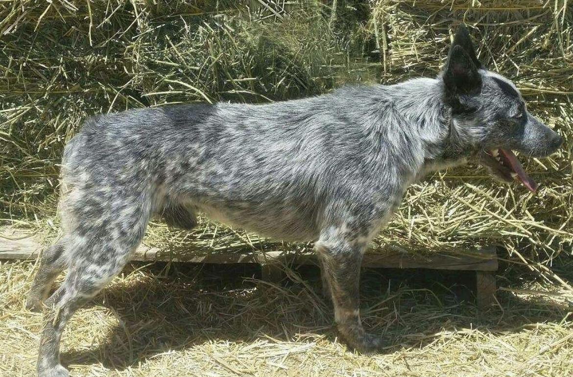 Masked Bandit | Australian Cattle Dog 