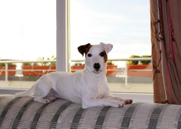 Kindred Soul Bosom Friend Forever | Jack Russell Terrier 