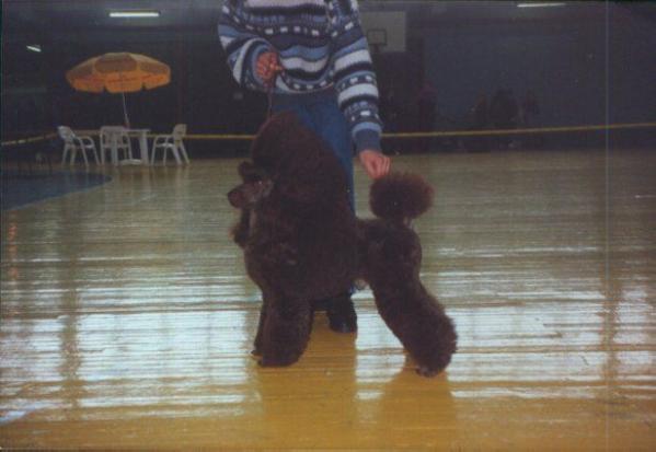 Nutlee Hot Chocolate | Poodle 