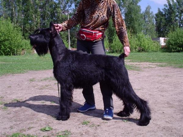 Rus Asterschvarc De Lux | Giant Schnauzer 