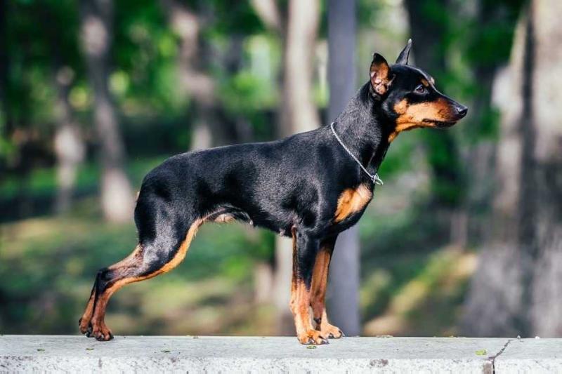 Imperiya osmana Ohotnica Diana | Miniature Pinscher 