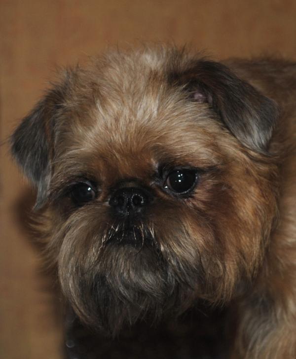 Amiga Astorio Gabriella | Brussels Griffon 