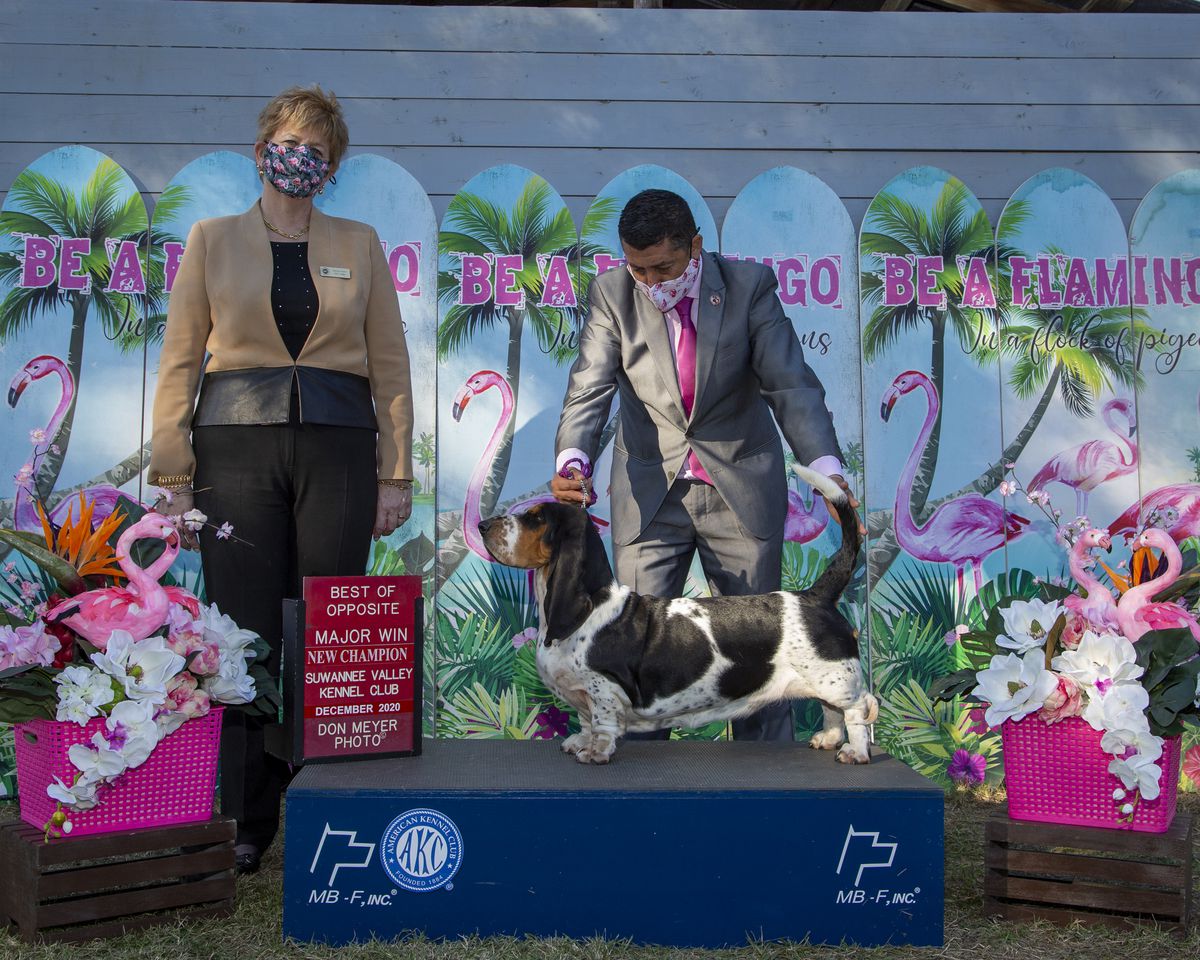 Lomarol Hounds Zaritah | Basset Hound 