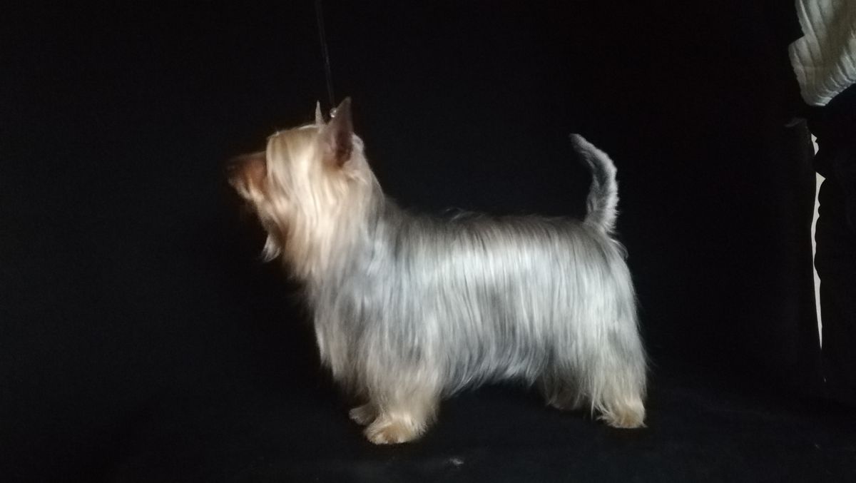 EMELYAN SMELY S BEREGA OSKOLA | Silky Terrier 