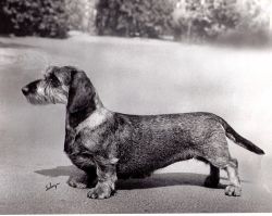Barb-Wire Of Heying Teckel | Dachshund 