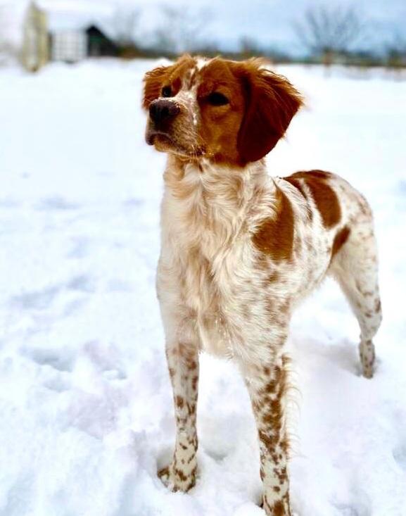 CHANTA-NORA | Brittany 