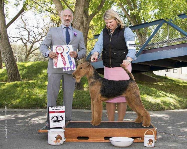 Windancer Stella Maris | Airedale Terrier 