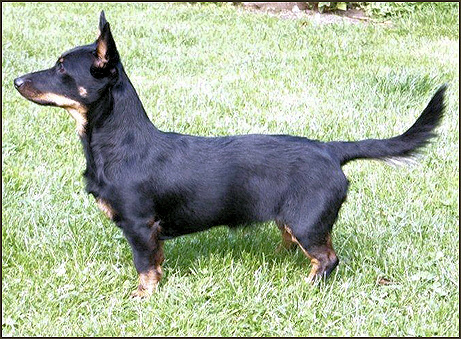 Bellsmond Apache Dawn | Lancashire Heeler 